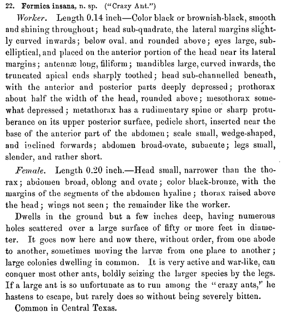 the original species description for Dorymyrmex insanus