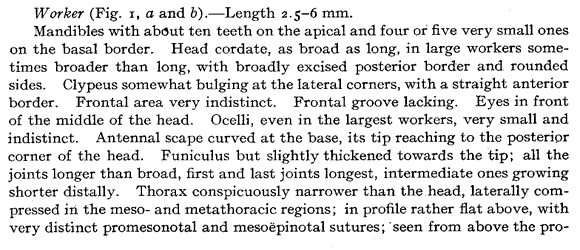 the original species description for Liometopum apiculatum (first page)