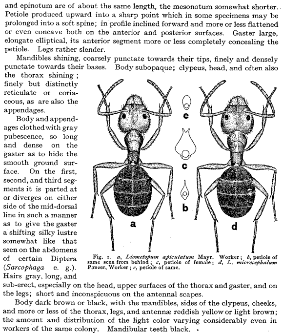 species description for Liometopum apiculatum (second page)