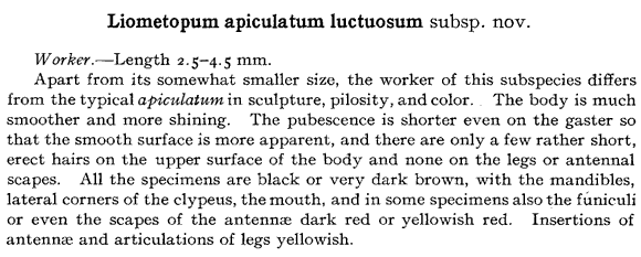 the original species description for Liometopum luctuosum (first page)