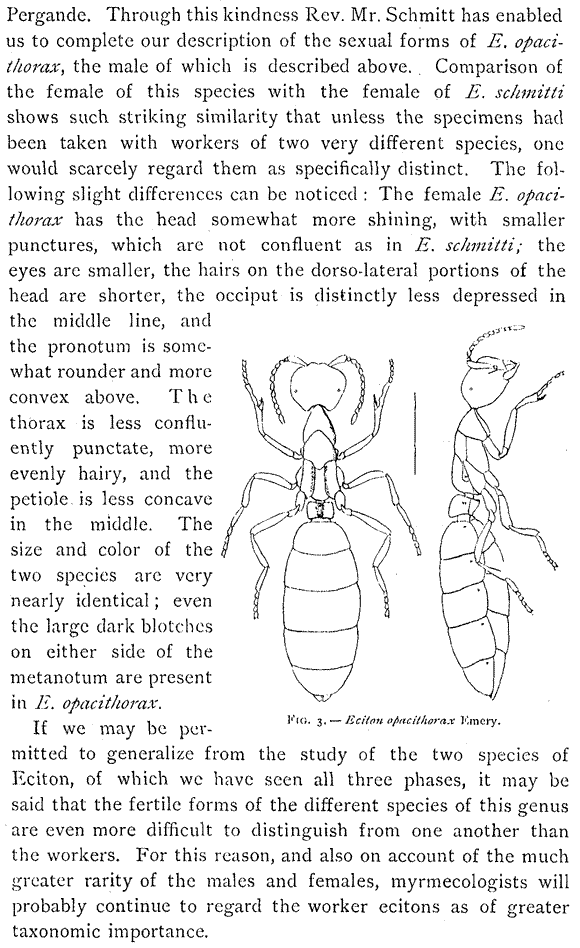 species description for Neivamyrmex opacithorax (second page)