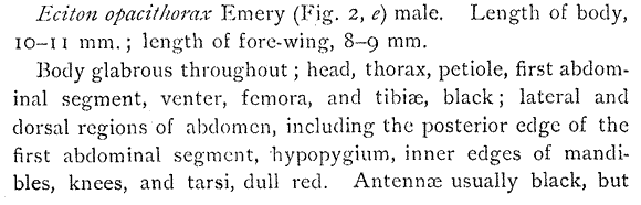 Neivamyrmex opacithorax description (third page)