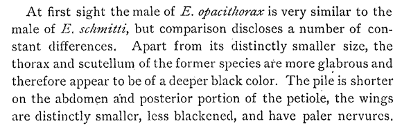 Neivamyrmex opacithorax (page 5)