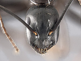 Camponotus laevigatus minor head view