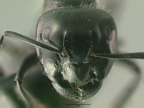 Camponotus laevigatus major head view