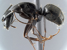 Camponotus laevigatus minor, side view