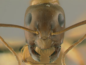 Camponotus sansabeanus head view