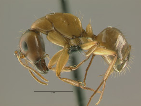 Camponotus sansabeanus side view