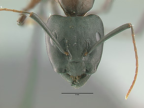 Camponotus vicinus head view