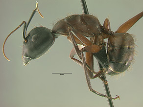 Camponotus vicinus side view