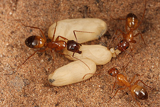 Camponotus vicinus workers with brood