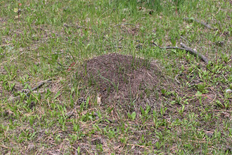 Nest mound of Formica podzolica