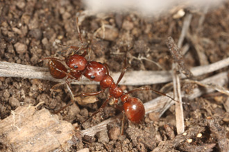 Polyergus breviceps forager carrying a nestmate