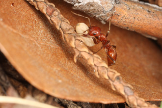 Polyergus breviceps worker carrying a pupa