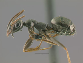Formica argentea, side view