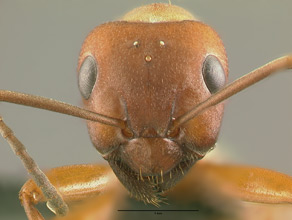 Formica aserva head view