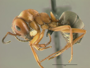 Formica aserva, side view