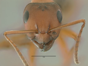 Formica gynocrates head view