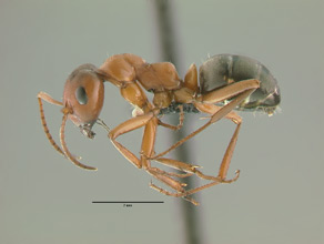 Formica gynocrates, side view
