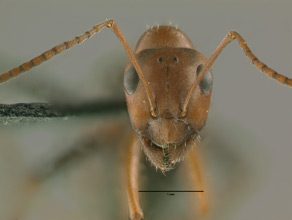 Formica obtusopilosa head view