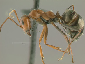 Formica obtusopilosa, side view