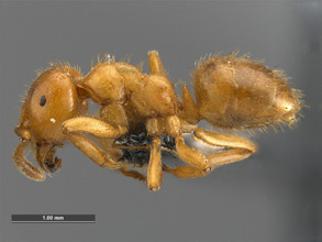 Lasius coloradensis, side view