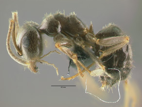 Lasius niger, side view
