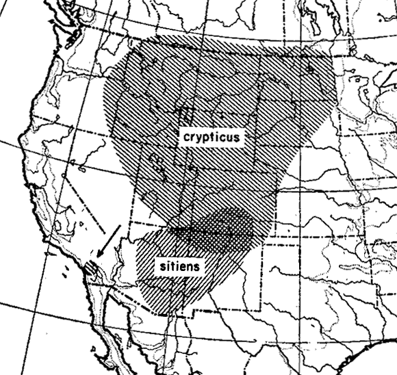 Navajo Reservation distribution map for Lasius sitiens