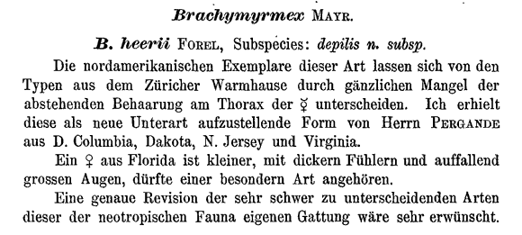 the original species description for Brachymyrmex depilis (first page)