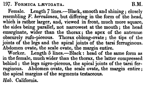 the original species description for Camponotus laevigatus (first page)