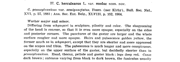 the original species description for Camponotus modoc (first page)