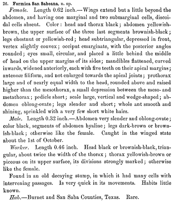 the original species description for Camponotus sansabeanus (first page)