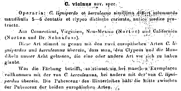 the original species description for Camponotus vicinus (first page)