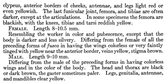 the original species description for Formica argentea (third page)