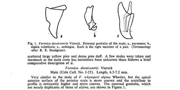 the original species description for Formica densiventris (second page)