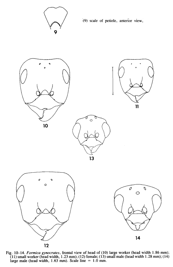 the original species description for Formica gynocrates (fourth page)