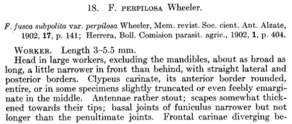 the original species description for Formica perpilosa (first page)