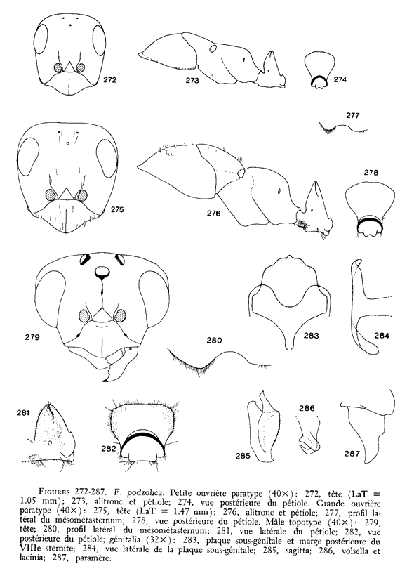 the original species description for Formica podzolica (fourth page)