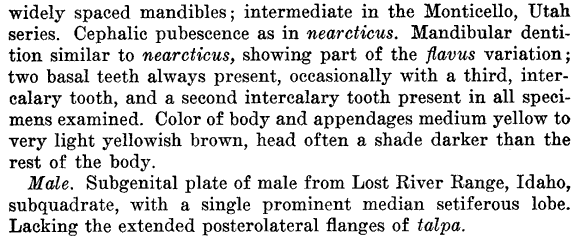 the original species description for Lasius fallax (third page)