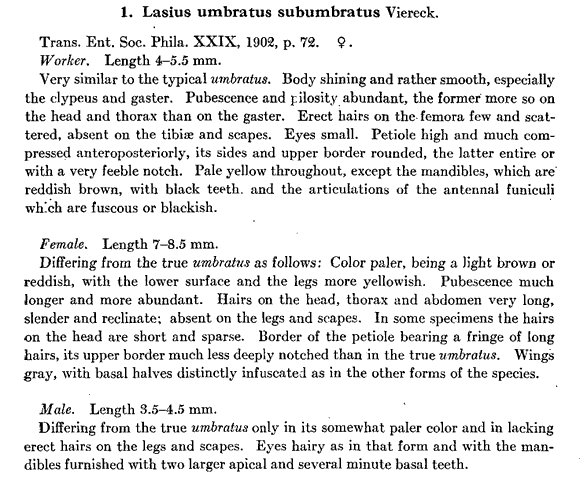 the original species description for Lasius subumbratus (second page)