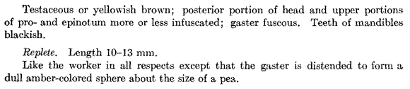 species description for Myrmecocystus navajo (second page)