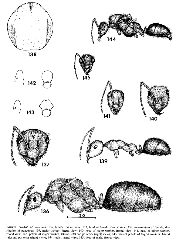 Myrmecocystus romainei description (third page)
