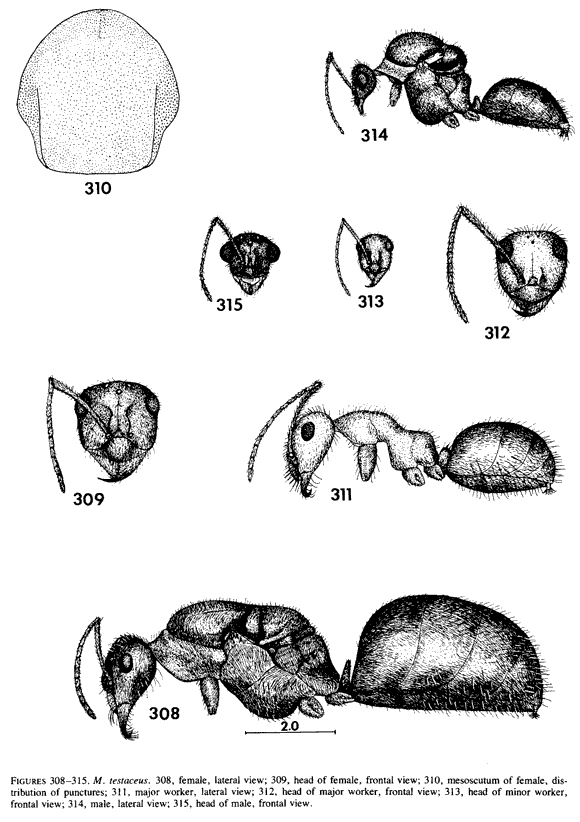 species description for Myrmecocystus testaceus (second page)