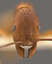Aphaenogaster huachucana head view