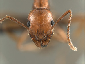 Aphaenogaster uinta head view