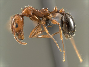 Aphaenogaster uinta, side view