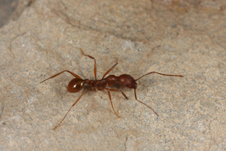 Aphaenogaster huachucana foraging on the ground