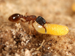 A Leptothorax crassipilis carrying a pupa