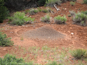 The conical nest mound of Pogonomyrmex occidentalis