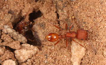 Pogonomyrmex occidentalis foragers emerging from hole